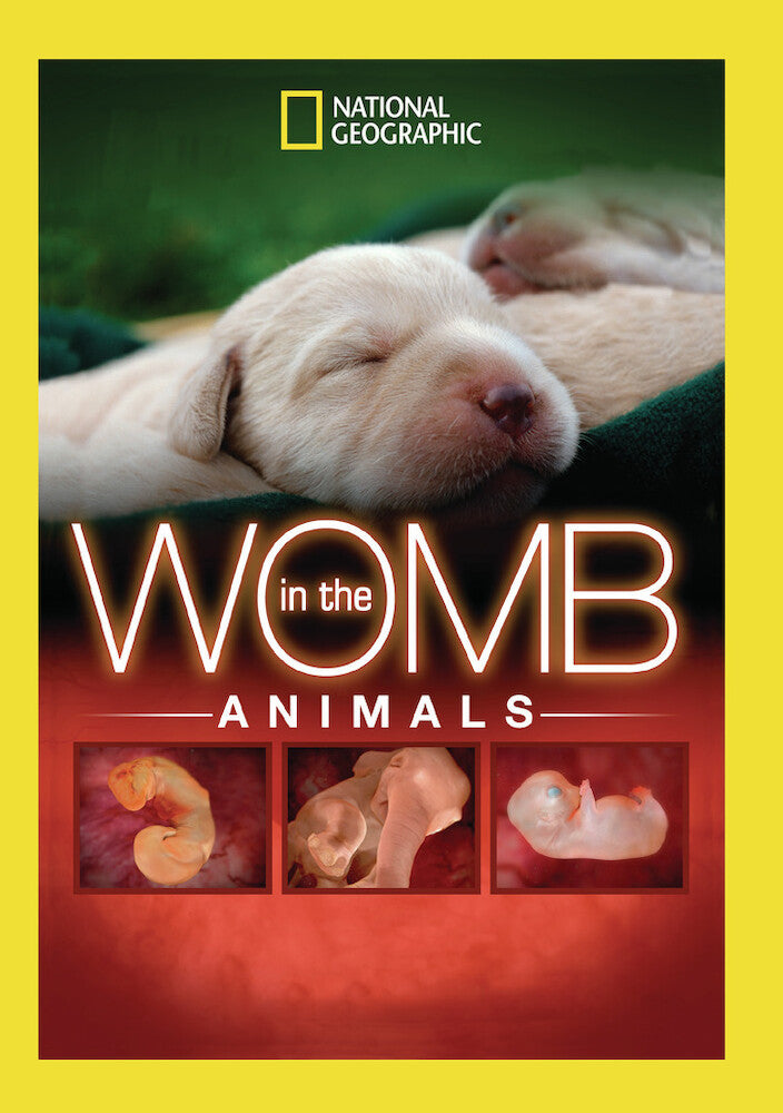 in the womb: animals - DVD