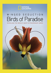 winged seduction: birds of paradise - DVD