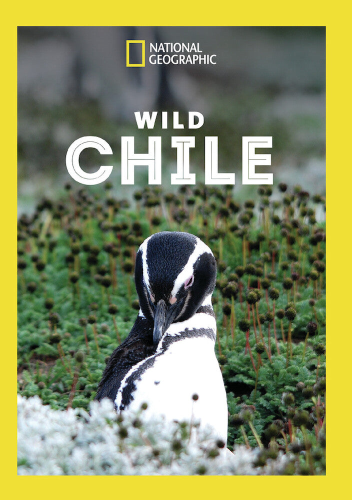 wild chile - DVD