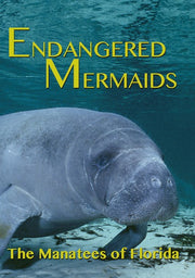 Endangered Mermaids: The Manatees of Florida - 