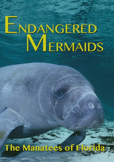 Endangered Mermaids: The Manatees of Florida - 