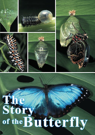 Story of the Butterfly, The - 