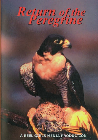 Return of the Peregrine - 