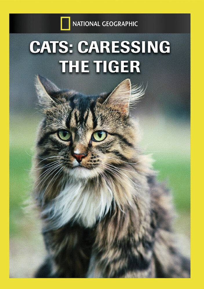 cats - caressing the tiger - DVD