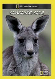 kangaroo kaos - DVD