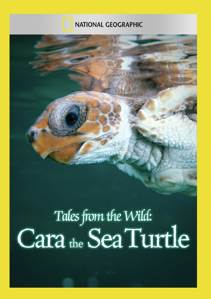 tales from the wild: cara the sea turtle - DVD