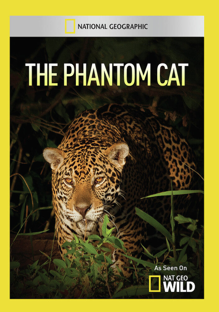 the phantom cat - DVD