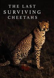 The Last Surviving Cheetahs - 