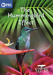 Nature: The Hummingbird Effect - 