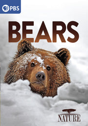 Nature: Bears - 