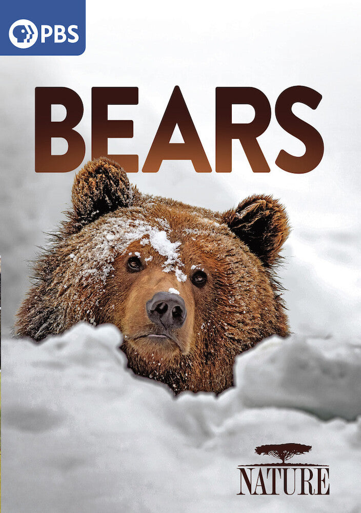 Nature: Bears - 