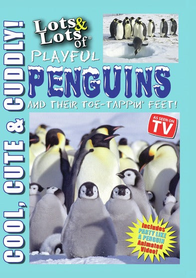 Lots & Lots of Playful Penguins aqnd Their Toe-Tappin Feet - 